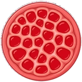 VigorJelly 06 Cycle 1